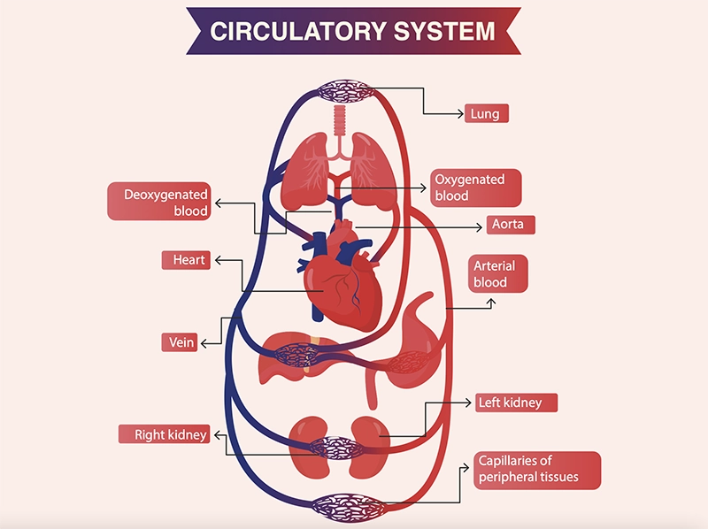circulatory system
