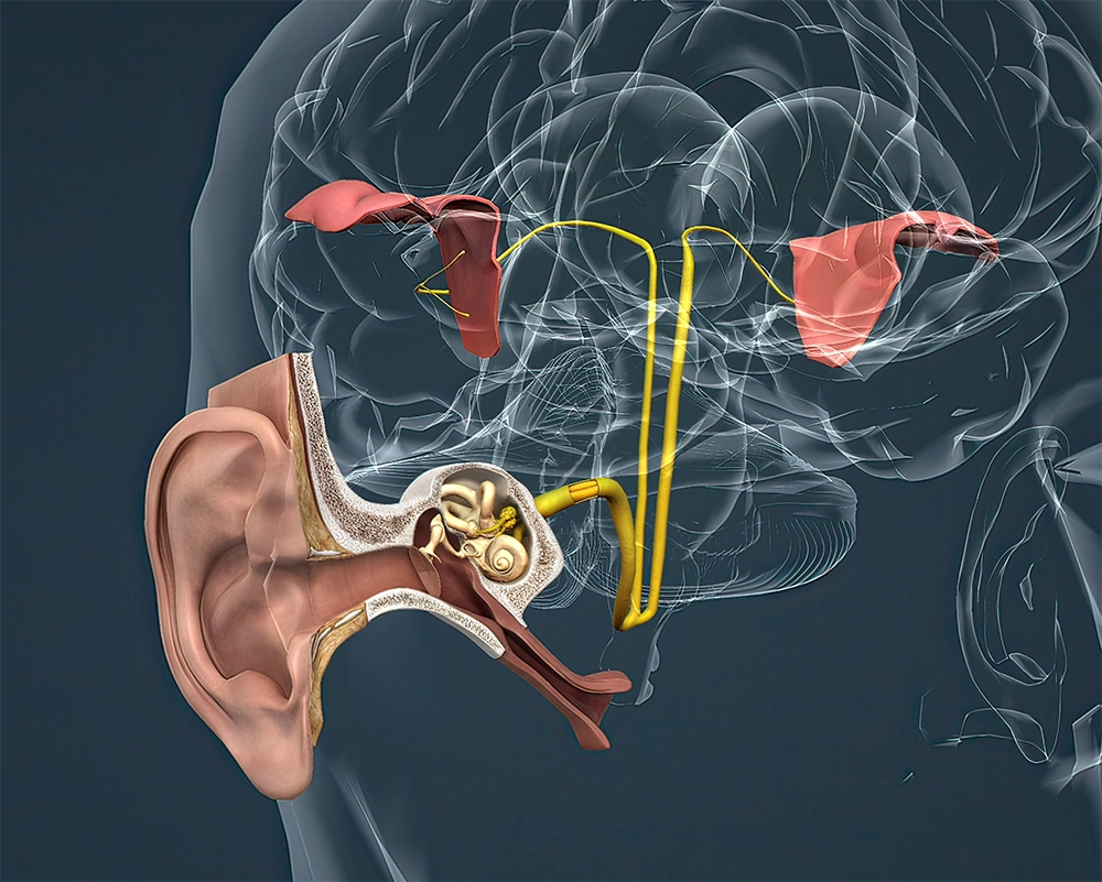 ear to brain connection