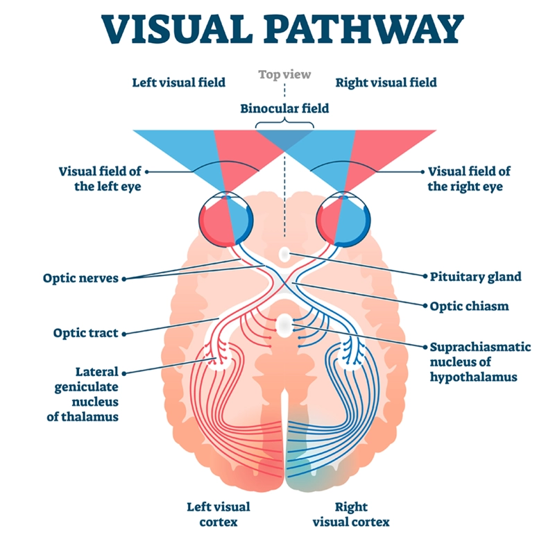 visual pathway